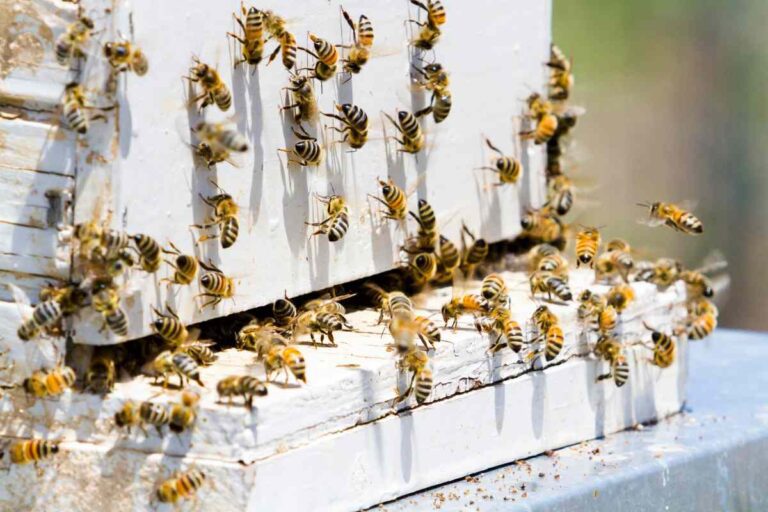 How to Start an Urban Beekeeping Project: A Guide to Sustainable Beekeeping