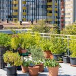 Green Rooftop Gardens: How to Transform Urban Spaces into Eco Havens