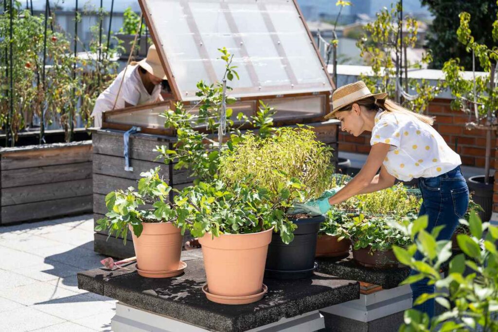 Green Rooftop Gardens: How to Transform Urban Spaces into Eco Havens